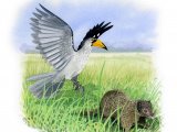 Yellow-billed Hornbill (Tockus leucomelas) & Dwarf Mongoose (Helogale parvula) BD0114