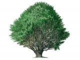Yew Tree (Taxus baccata) BT090