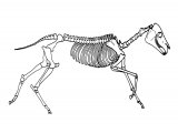 Zebra Skeleton (Equus quagga) M003