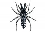 Zebra Spider (Salticus scenicus) OS002