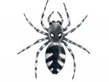 Zebra Spider (Jumping Spider) Salticus scenicus OS003