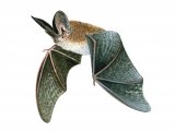 Bat (Long-eared) Plecotus auritus M001