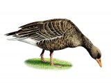 Greylag Goose (Anser aser) BD0321