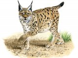 Lynx (Lynx lynx) M001