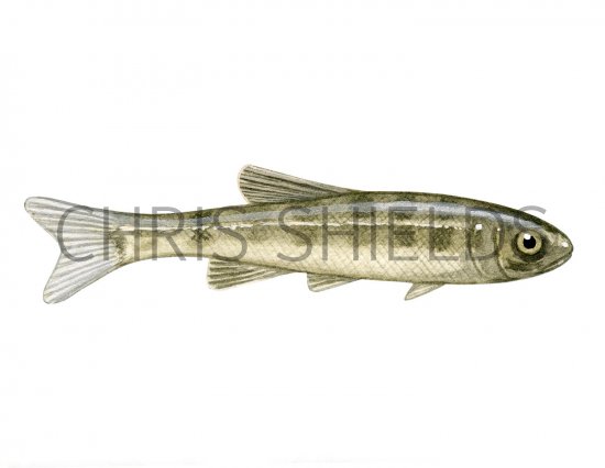 F064 - MInnow (Phoxinus phoxinus) Illustration | Fish Illustrations by ...