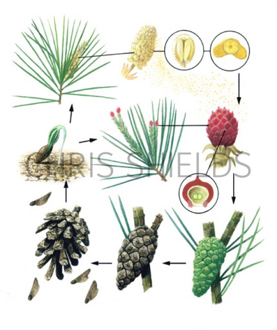 Pine Tree Life Cycle B001 Illustration | Botanical Illustrations by ...