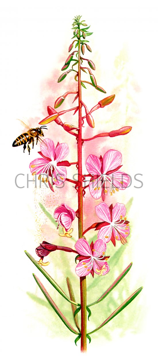 Rosebay Willow Herb (Epilobium hirsutum) BT0279 Illustration ...