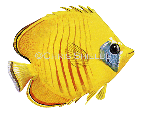 Addis Butterflyfish (Chaetodon semilarvatus) F001