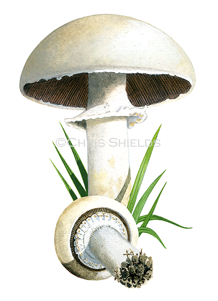 Agaricus arvenis (Field or Horse mushroom) FU0132