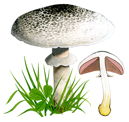 Agaricus moelleri (Inky Mushroom) FU0299