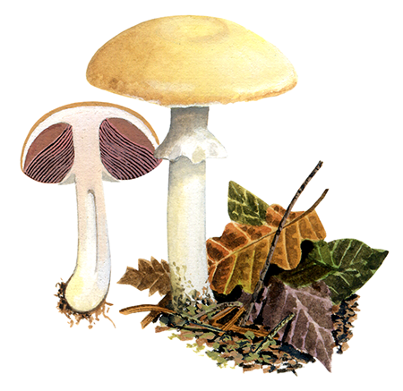 Agaricus silvicola (Wood Mushroom) FU0340