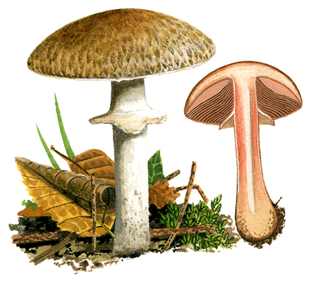 Agaricus silvaticus (Blushing Wood Mushroom) FU0303