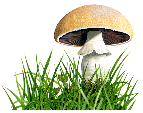 Agaricus urinascens var. urinascens (Macro Mushroom) FU0307