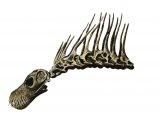 PD001 - Amargasaurus fossil