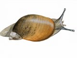 Amber snail (aquatic) (Succinea putris) OS001