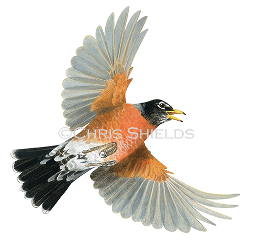 American Robin (Turdus migratorius) BD0609