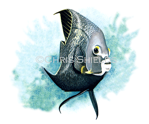 Angelfish (Pomacanthus paru) F002