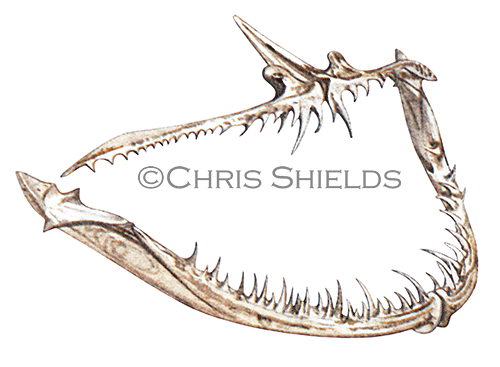 Angler Fish (Lophius piscatorius) F0092