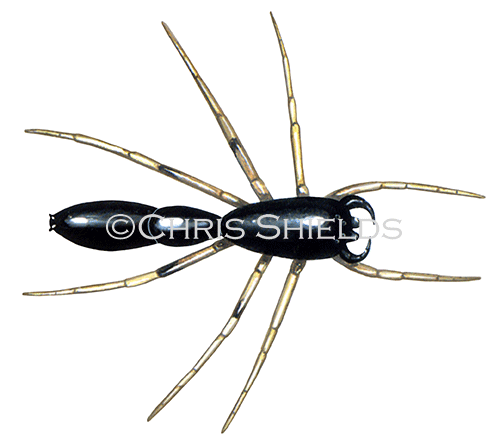 Ant Spider sp. SP006