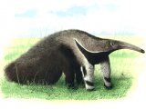 Anteater (giant) Myrmecophaga tridactyla M001