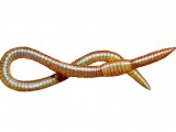 Aquatic Earthworm (Sparganophilus tamesis) OS001