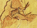PF016 - Archaeopteryx Fossil