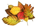 Autumn Leaves BT0155