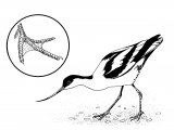 Avocet (Recurvirostra avosetta) b&w BD0559