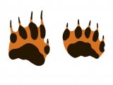 Badger (Meles meles) Footprint M001