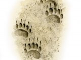 Badger (Meles meles) Footprints M003