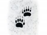 Badger (Meles meles) Footprints M009