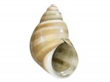 Banded Chink Shell (Lacuna vincta) OS001