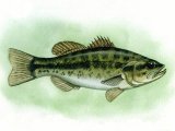 F007 - Bass (large-mouthed black) Micropterus salmoides