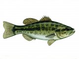 F008 - Bass (large-mouthed black) Micropterus salmoide