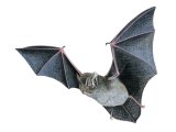 Bat (Barbastella) Barbastella barbastellus M001