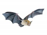 Bat (Greater Horseshoe) Rhinolophus ferrumequinum M001