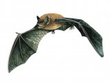 Bat (Noctule) Nyctalus lasiopterus M001