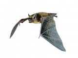 Bat (serotine) Eptesicus serotinus M001