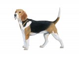 Beagle (Canis lupus familiaris) M001