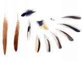 Bearded Tit feathers (Panurus biarmicus) BD001