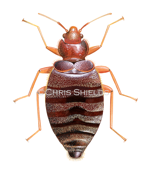 Bedbug (Cimex lectularius) IN003