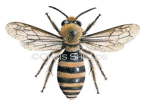 Bee (Ivy mining) Colletes hederae IH0021