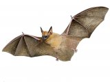 Bickhams Little Yellow Bat (Rhogeessa bickhami) M001