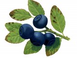 Bilberry (Vaccinium myrtillus) BT0163