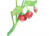 Bilberry flower (Vaccinium myrtillus L.) BT0164