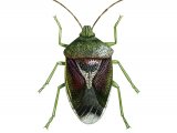 Birch Shield Bug (Elasmotethus interstinctus) IN001
