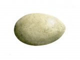 Great Crested Grebe egg (Podiceps crestatus) BD0192