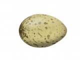 Black headed Gull egg (Larus ridibundus) BD0171