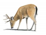 Black-tailed Deer (Odocoileus hemionus) M003