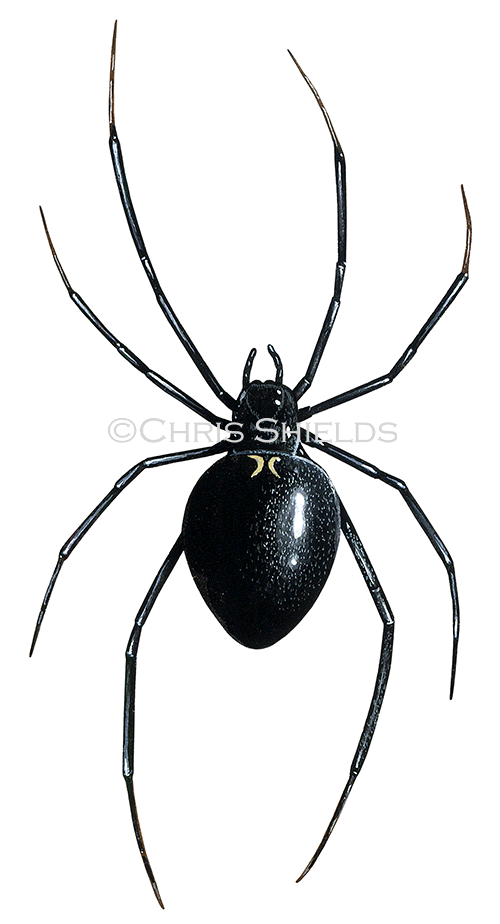 Black widow spider (Latrodectus hesperus) SP009